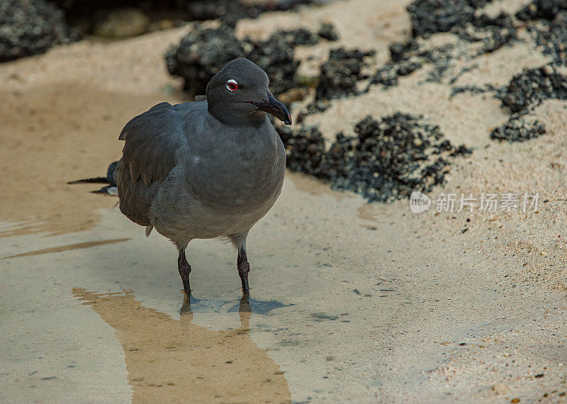 熔岩鸥(Leucophaeus fuliginosus)，也被称为黑鸥，是一种中等大小的海鸥，是“帽鸥”群的一员。詹姆斯岛，圣地亚哥岛，圣地亚哥岛，加拉帕戈斯群岛国家公园，厄瓜多尔。流行。